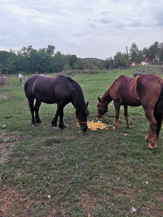 Vand manza de 3 ani si iapa de 8 ani
