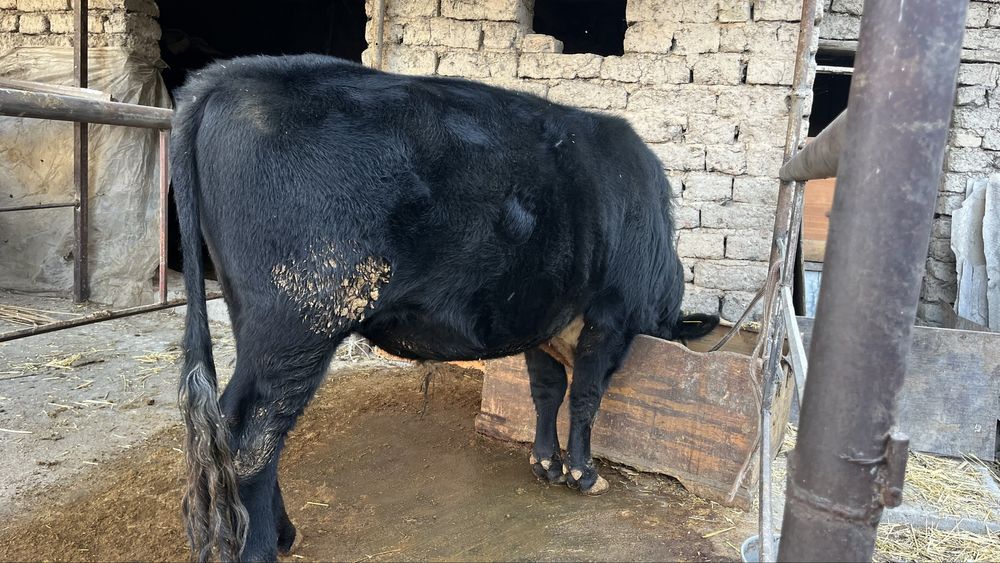 Buka sotiladi Продаётся бык