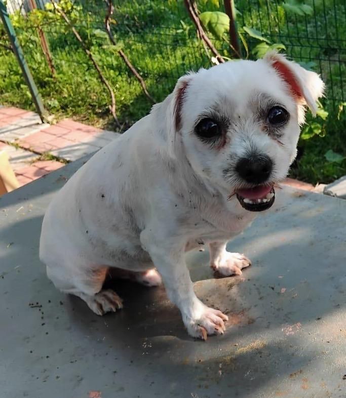 Metisi Bichon spre adoptie, gratuit