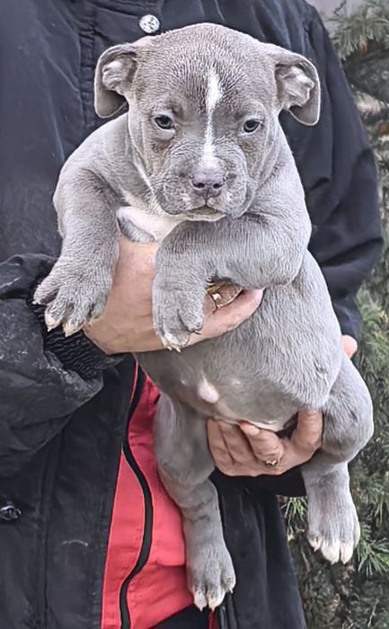 Американско Були ХЛ / American Bully XL  2 момчета и 2 момичета