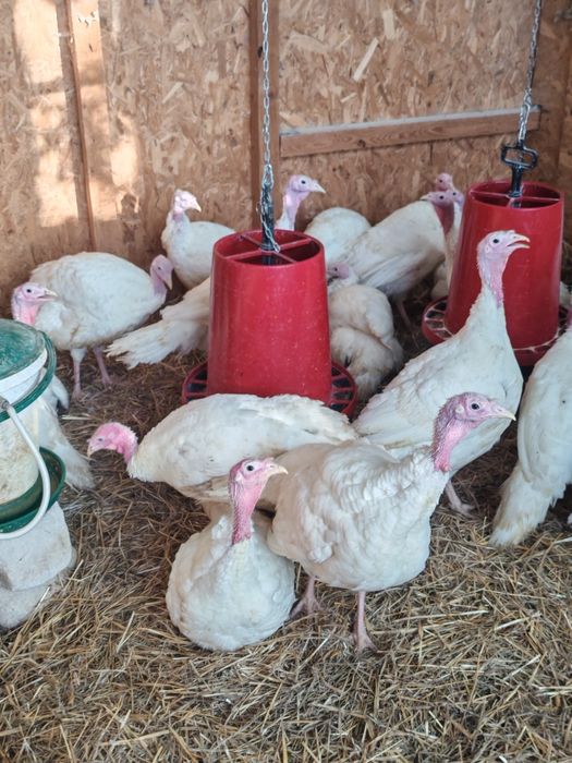 Vand curcani 4-8 kg livrare gratuita in Ilfov și București