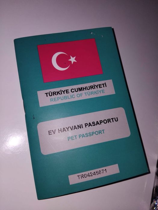 Померанско плюшено мече