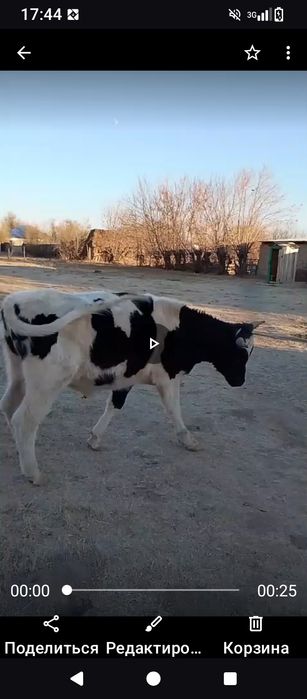 Бука сатылады ииии