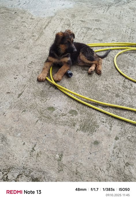 Свободно мъжко Немска овчарка