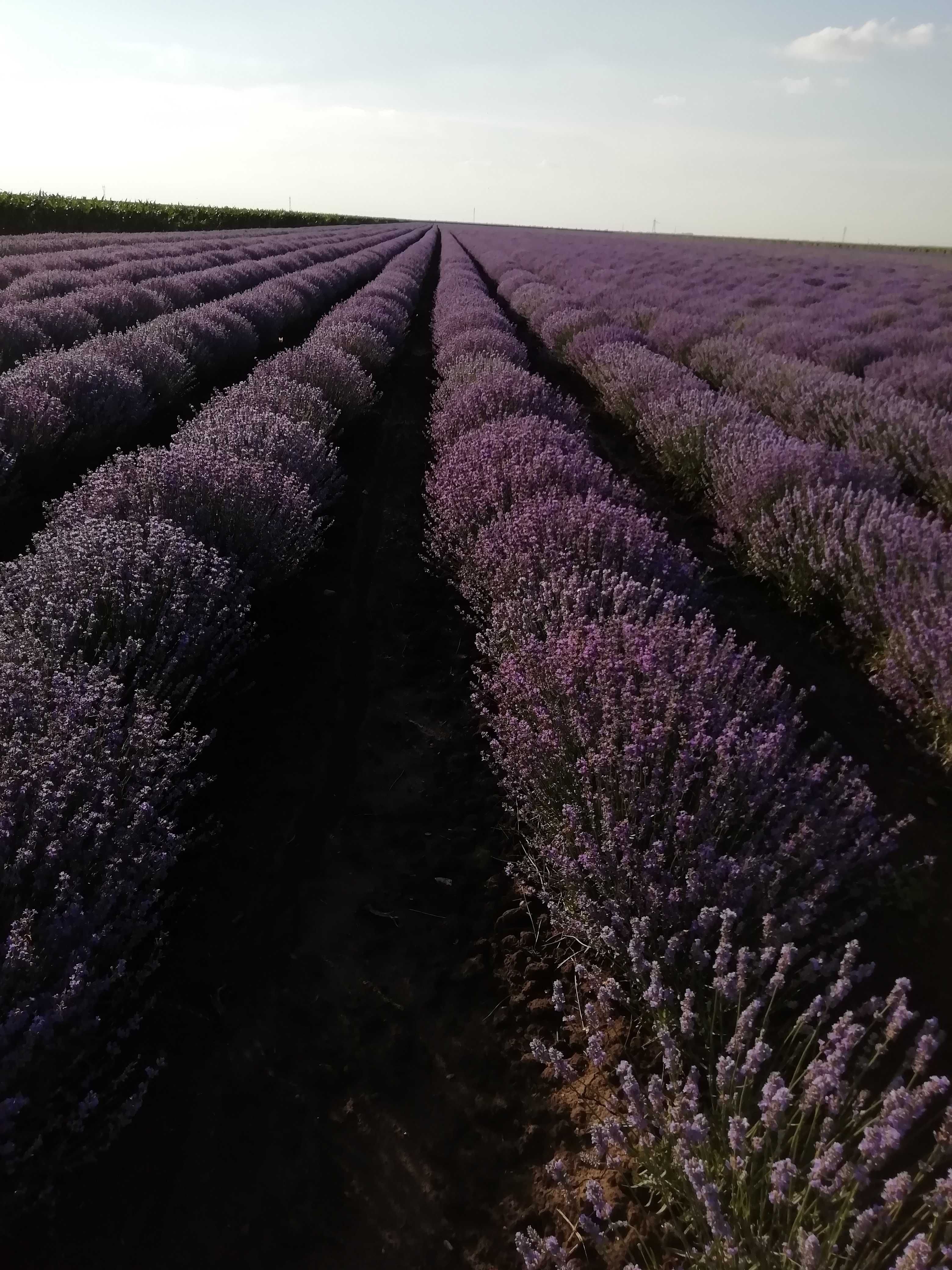 apa de lavanda 5 litti