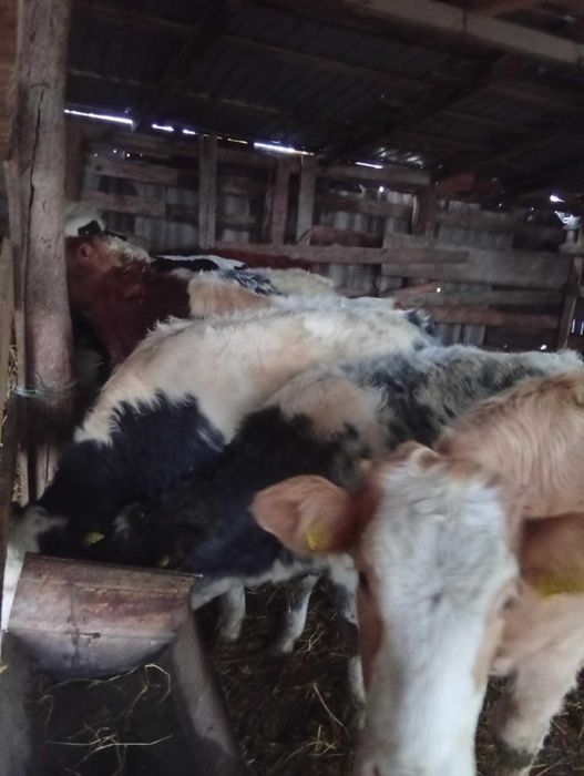 De vânzare viței și vițele.