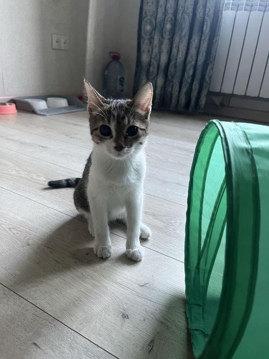 Отдам котенка в добрые руки.