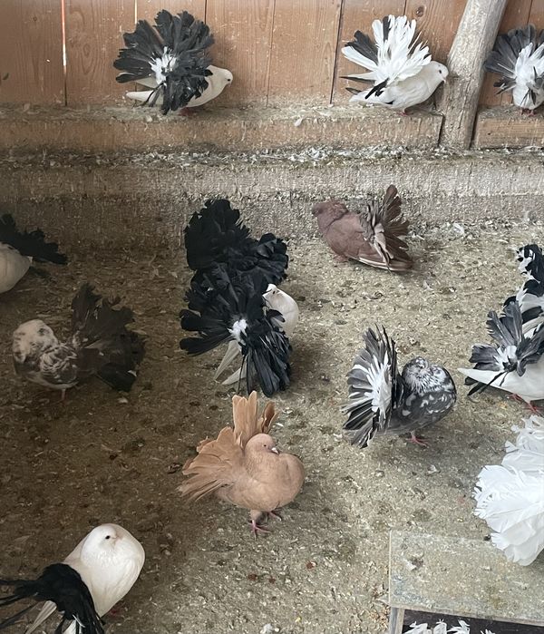 Porumbei voltați de vânzare