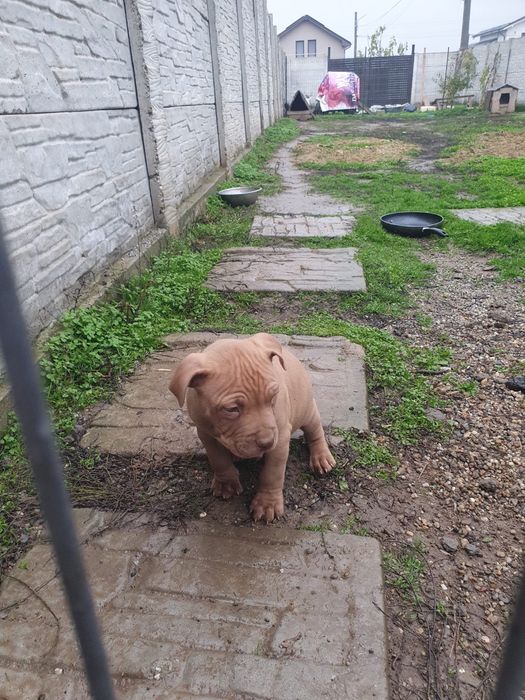 Mascul foarte frumos