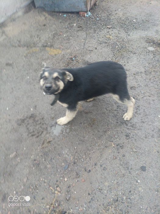 Отдам щенка в хорошие руки