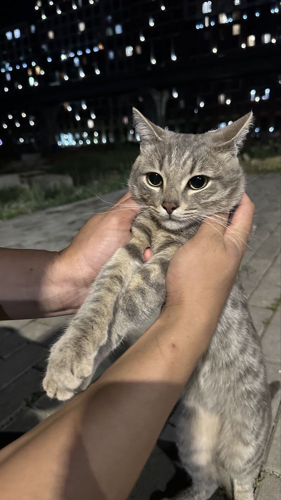 Котик ищет дом.