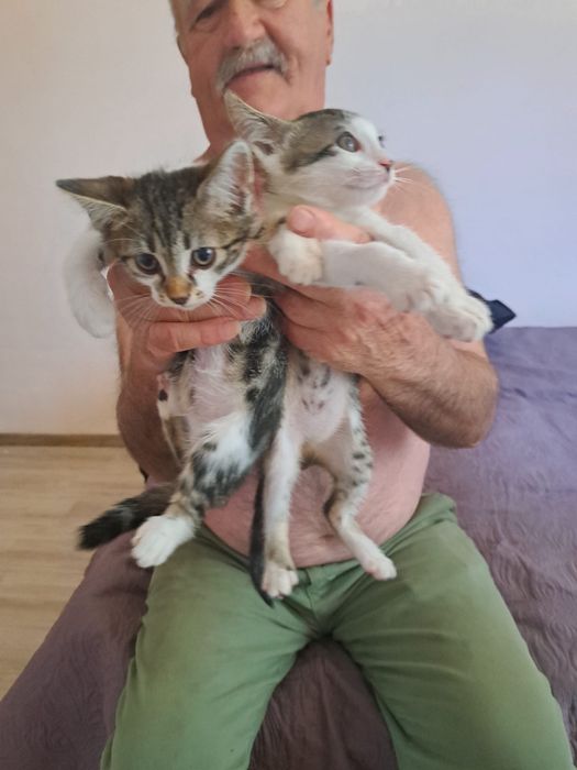 Pisicute spre adoptie