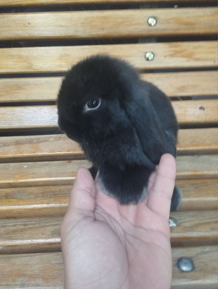 Продаются кролик французский баран