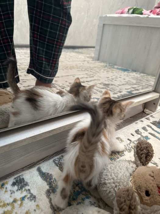 отдам котика в добрые руки