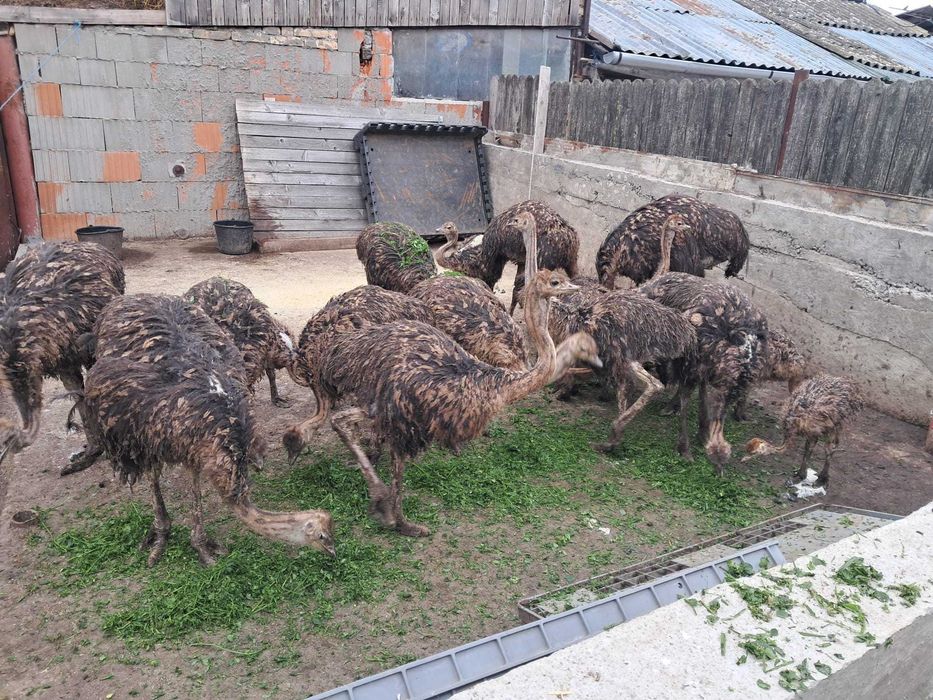 Pui de struți Africani