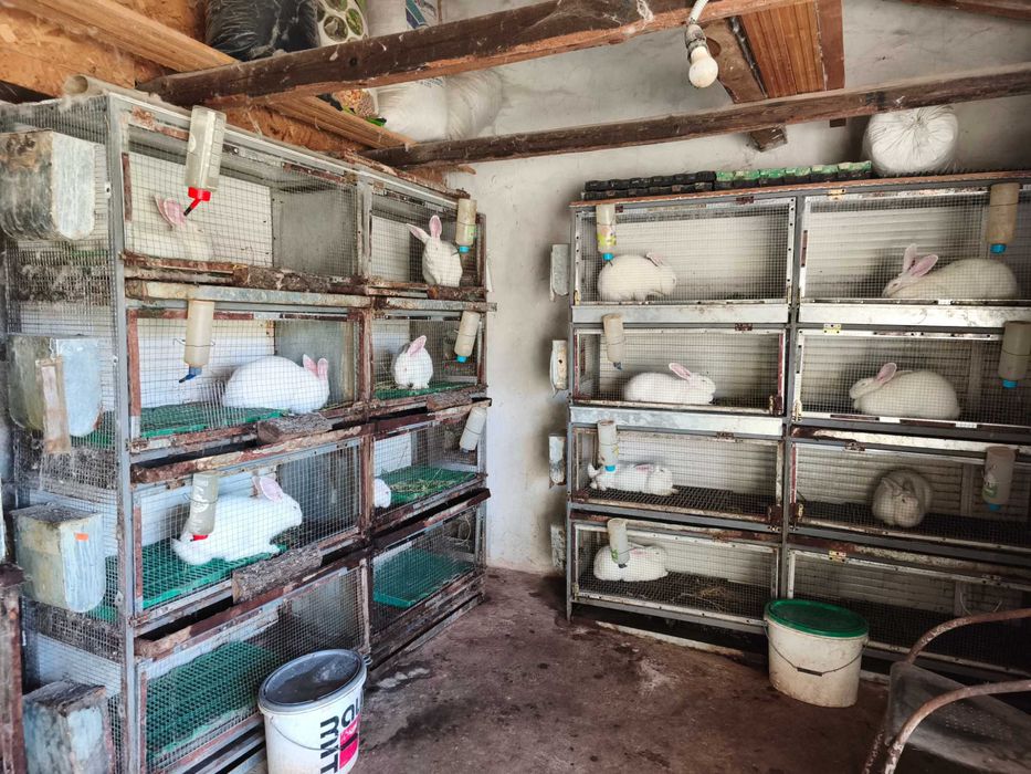 Продавам зайци от породата Цика