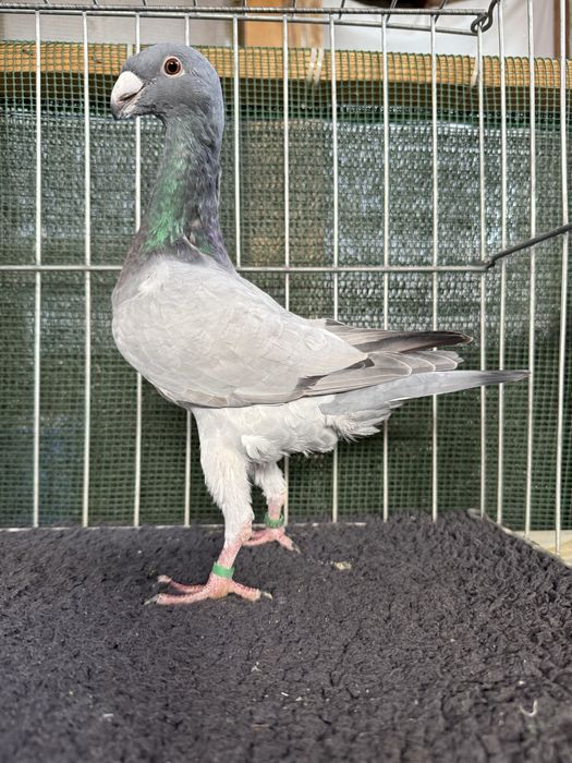 Voiajori germani Barless