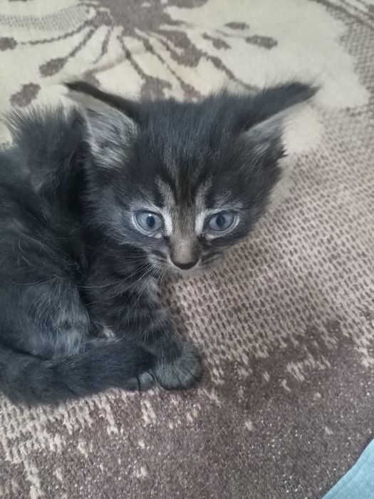 Отдам котят в добрые руки