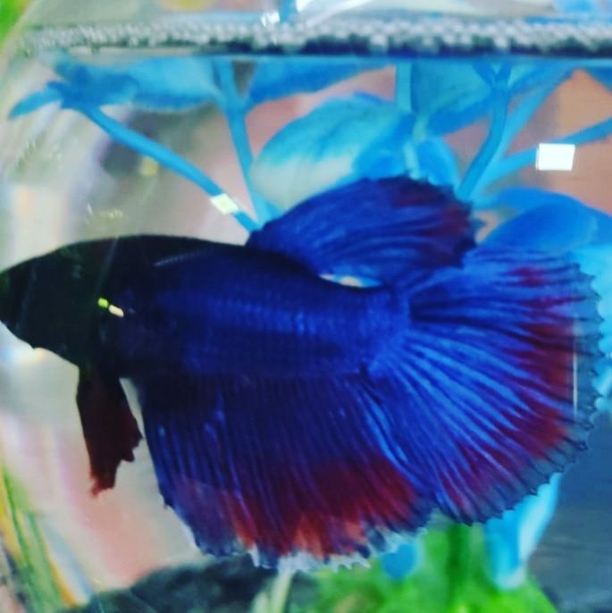 Петушки Навои Торайгырова (выше Шахристана)