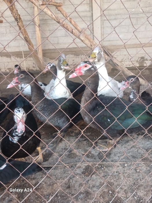 Урдаклар сотилади.