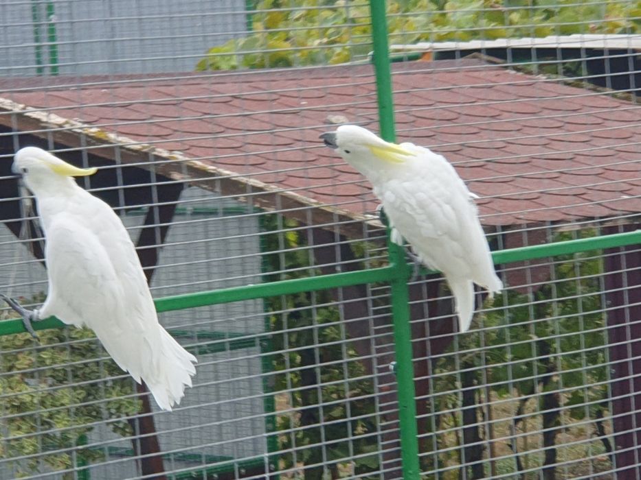 Papagali Kakadu Galerita, 2017, pereche