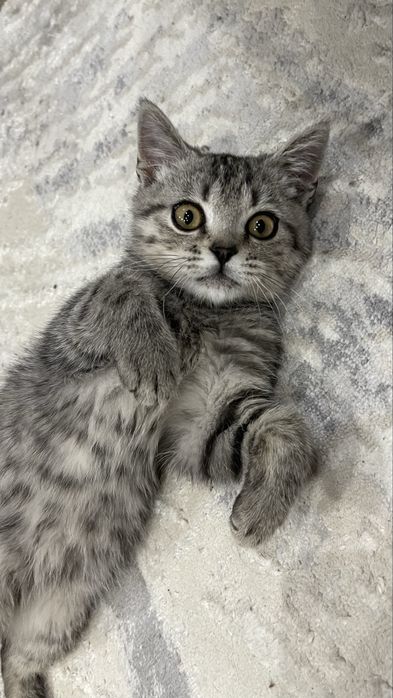 Котенок Мальчик Скоттиш Страйт