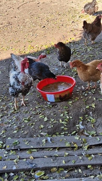 Block vitamino mineral pentru găini pui rate curcan gasca păsări