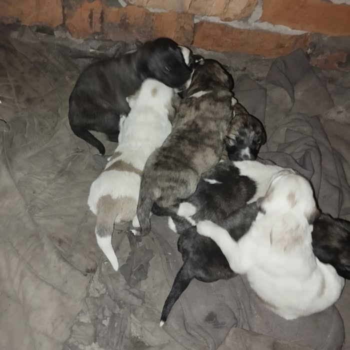 Zotor it va kuchuklar