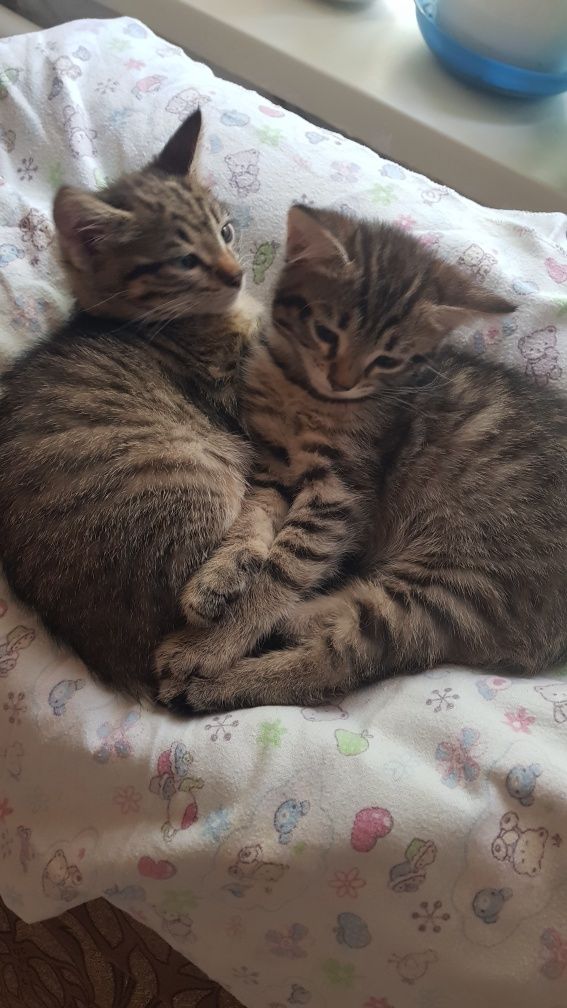 Кошечки ждут своих любящих хозяев