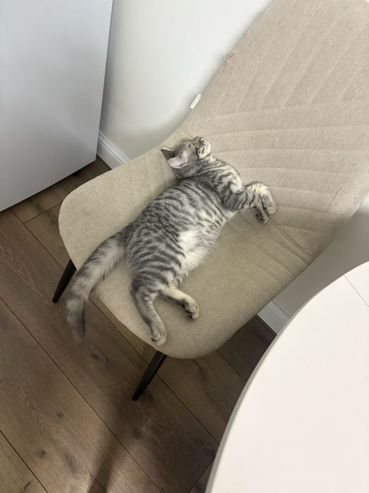 продается котенок