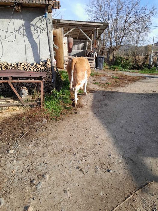 Vând vacă cu vițel