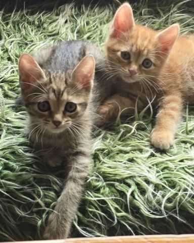 Прекрасни британски котета, отглеждани с любов!