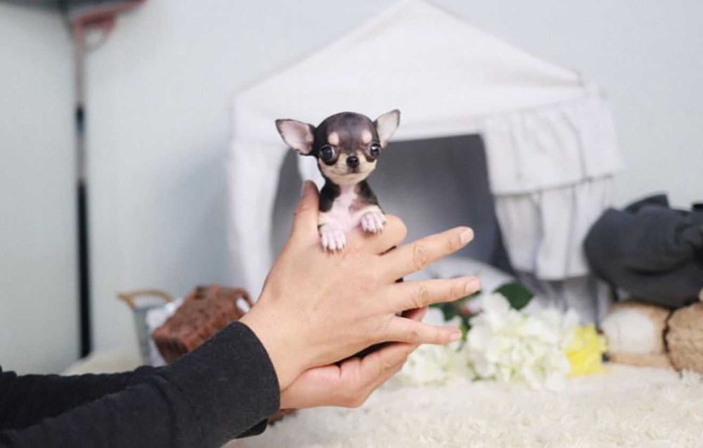 Chihuahua Tea-Cup ,Pedigree Fci Pasaport si Cip