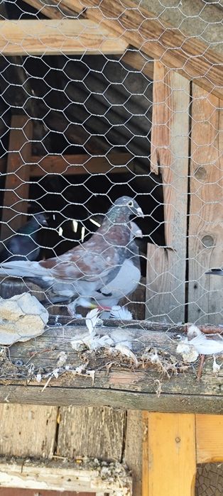 Vand porumbei voiajori