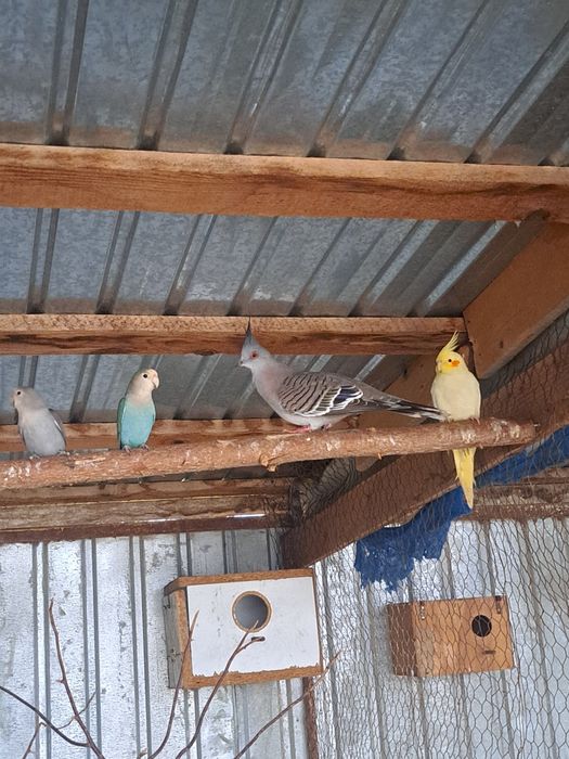 Vând turturele ornament mascul