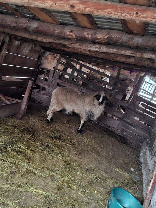 Vând  berbec  breaz