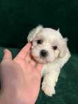 Vând bichon maltez mini toy