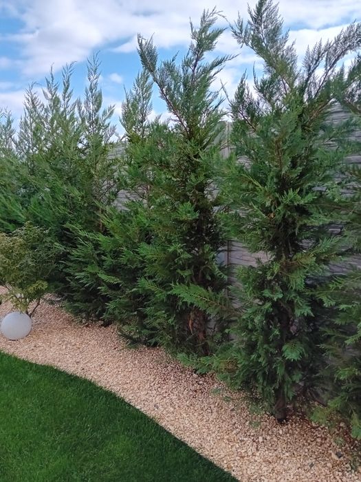 Vând chiparos leylandi diferite dimensiuni