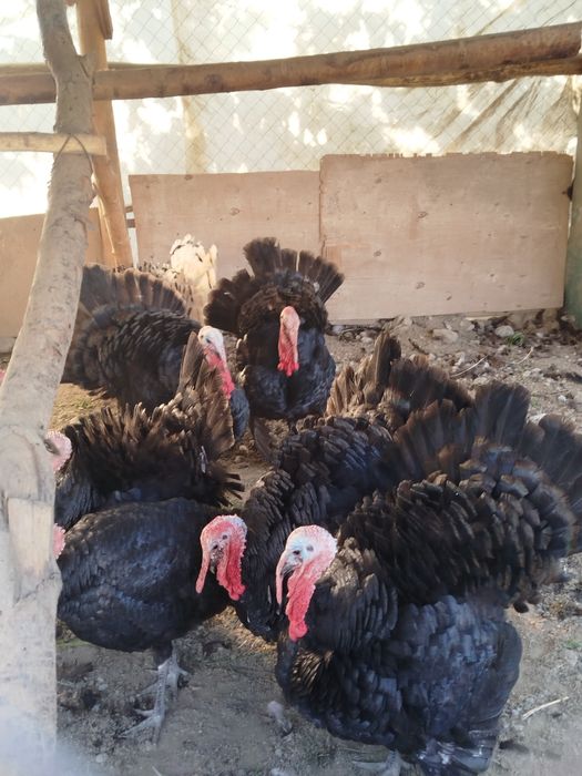 8 ойли эркак куркала сотилади