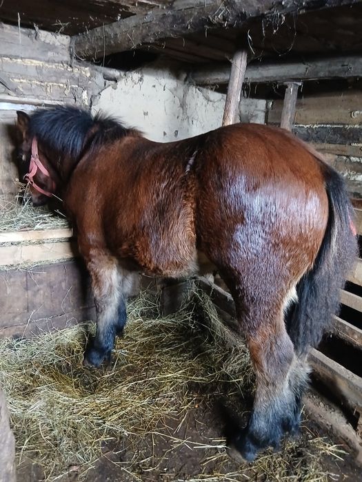 Schimb cu vaca cu vitel