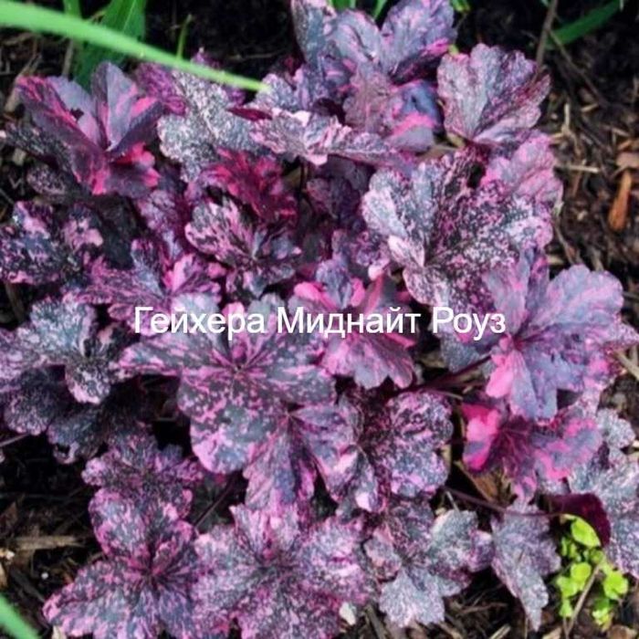 Цветы многолетние из своего сада. Цена разная. Уточняйте