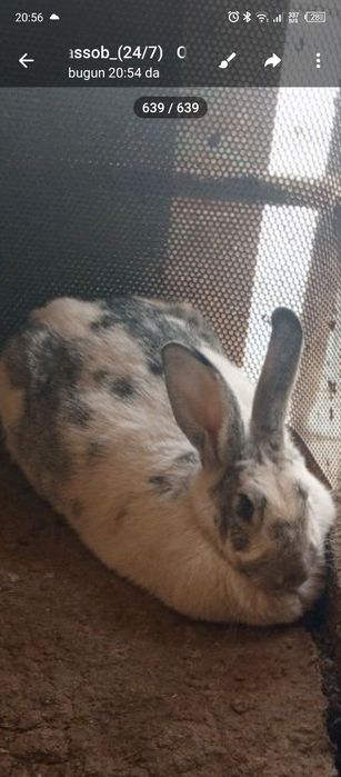 Quyon goʻshti sveji Soyib beramiz 24/7