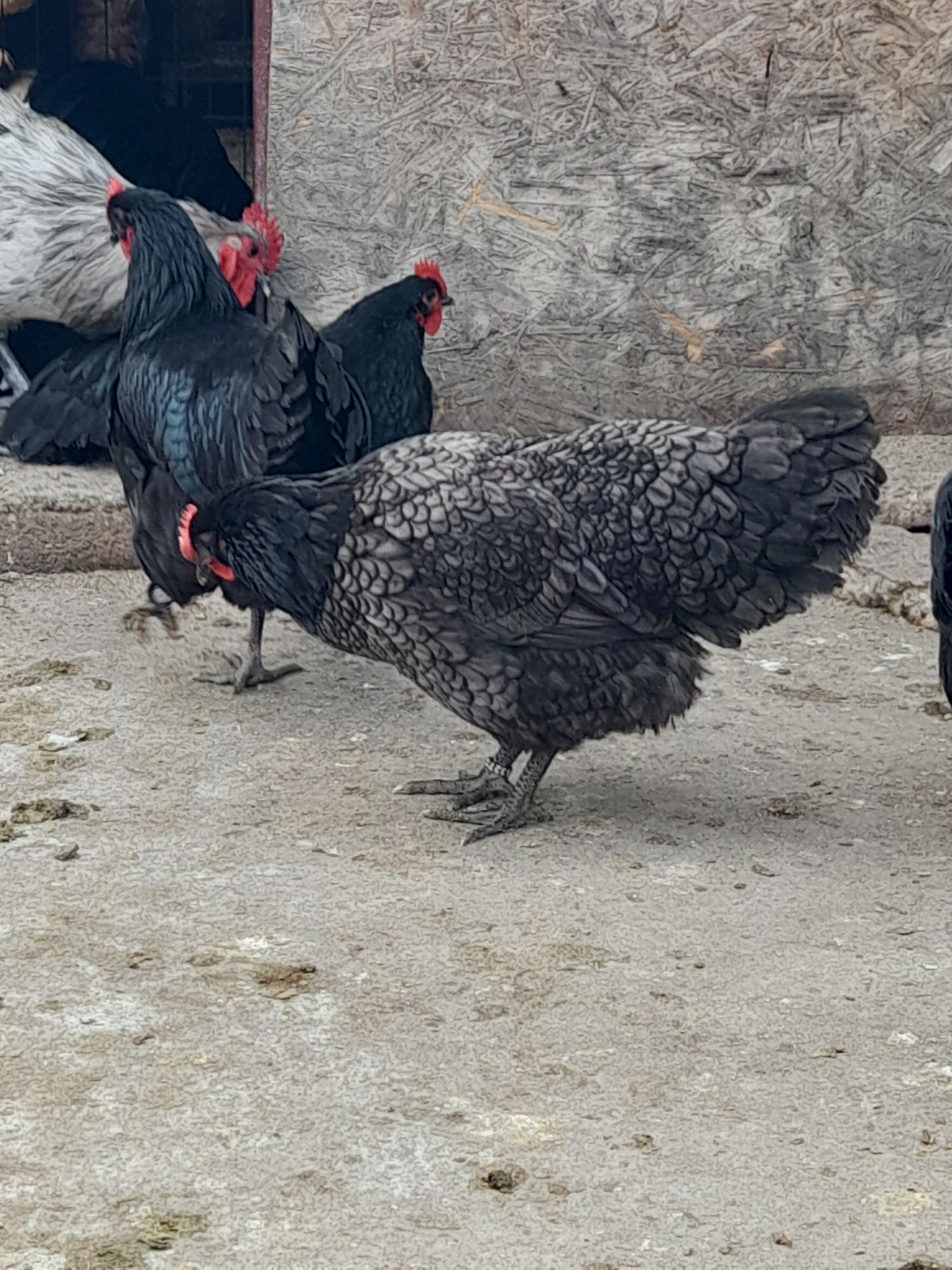 Vând ouă și pui din rasa Australorp Albastru si Negru