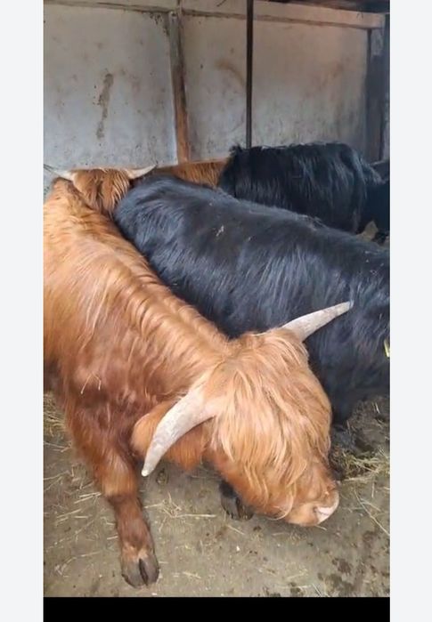 Vând sau schimb 3tauri din rasa Highland scoțian