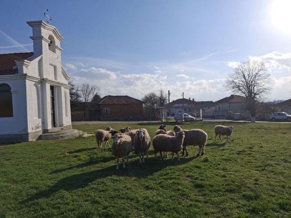 Овце  и кочове   добре  гледани