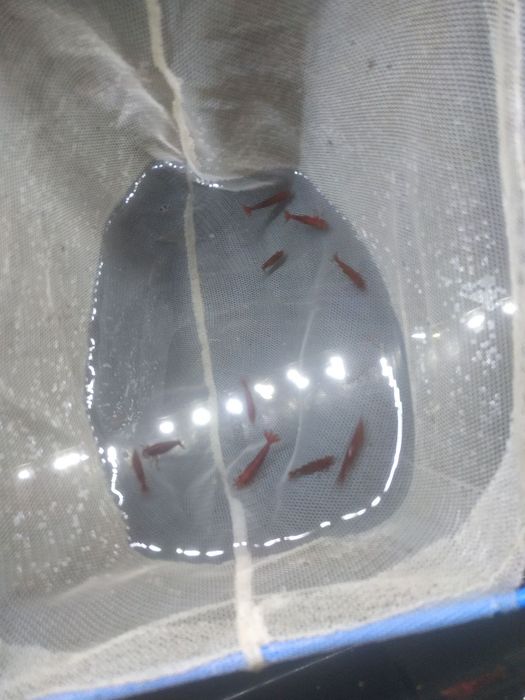 Криветка вишня и дафня с спирулиной зелёная вода