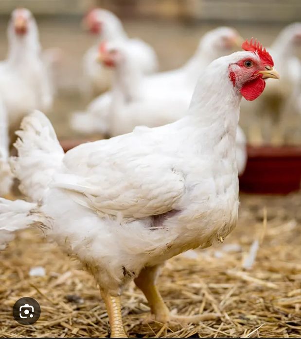 Куры несушки, цвет белый,