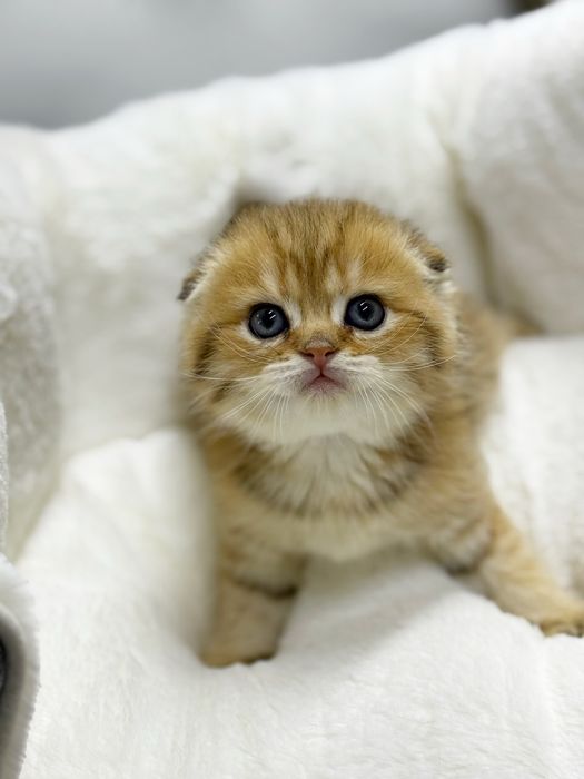 Шотландский скоттиш фолд