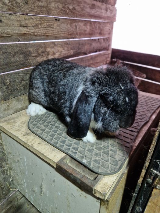 Mascul Berbec German