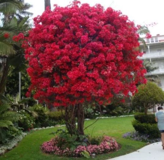 Liliac Indian (Roșu )